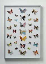 https://www.lglondon.org/files/gimgs/th-95_PW Butterfly.jpg